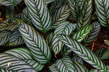 Fototapeta na wymiar Korbmarante, grüne Blätter mit Struktur, Hintergrund 