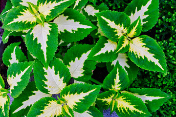 Fototapeta na wymiar Buntnessel, Blätter mit verschiedene Grüntönen