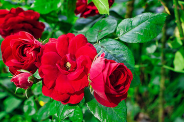 Rote China Rosen mit grünen Blättern 