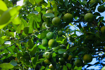 Lime or Limau (Citrus amblycarpa) on tree in the garden