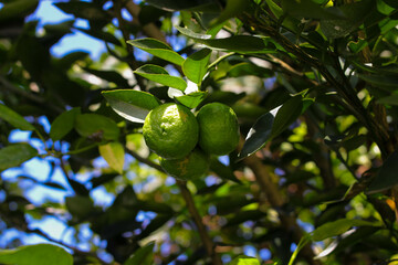 Lime or Limau (Citrus amblycarpa) on tree in the garden