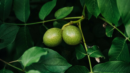Young green walnuts grow on a branch among green leaves