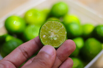 Hand holding Limau (Citrus amblycarpa) with a large group of limau background
