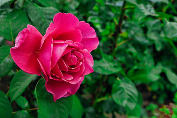 Rosa China Rose mit grünen Blättern 