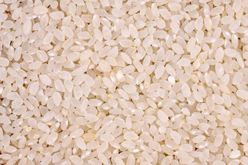 Close up of raw Japanese short grain rice