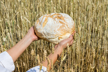 Female hands holding home baked bread loaf above ripe wheat field.