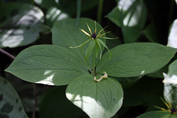Herb Paris (Paris quadrifolia) blooming poisonous plant in a botanical garden, Lithuania