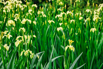 Taglilien, Ein Meer aus gelben Blumen  © Oleg