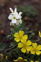 Mountain rock cress (Arabis caucasica) blooming white flower in a botanical garden, Lithuania