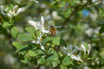 Frangula alnus flowering bush, blooming white flower close up detail, dark green leaves blurry background.