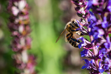 A honey bee collects nectar on a lavender blossom, close-up