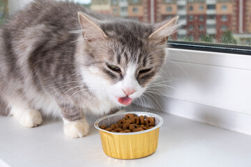Gray fluffy cat eats food on the windowsill