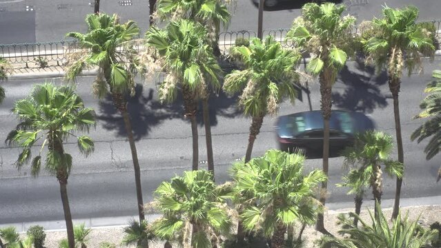 Traffic with Palm trees overhead