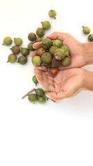 Hand holding raw macadamia nuts on white background