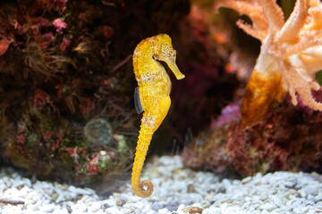 Slender seahorse in the rocky aquarium (Hippocampus reidi) - obrazy, fototapety, plakaty