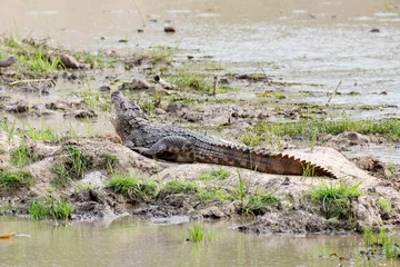 Tuinposter A large mugger crocodile basks in the sun on the banks of a  muddy lake. © Migara
