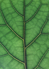Green leaf veins