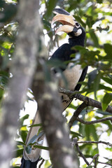 A malabar pied hornbill perched on a branch and blending with the canopy.