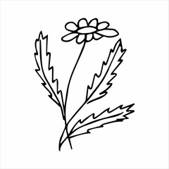 hand drawn doodle botanical floral element for floral design concept