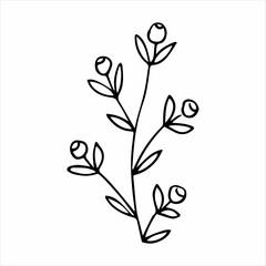 hand drawn doodle botanical floral element for floral design concept