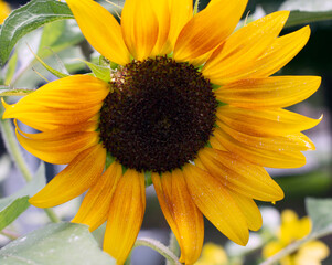 Close up of a yellow sunflower. 