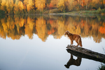 dog on the lake at dawn in autumn. Nova Scotia duck tolling retriever in nature.