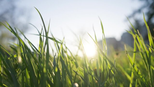 Bright sunlight breaks through lush grass waving in light wind on summer day. Green grass grows in park against sky macro low angle shot