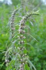 In the meadow among the herbs grow dog nettle is five-bladed (Leonurus quinquelobatus)