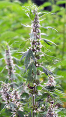 In the meadow among the herbs grow dog nettle is five-bladed (Leonurus quinquelobatus)