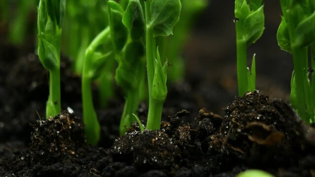Growing plants in time lapse series, Beautiful pea sprouts germination newborn plant from seed, Food production