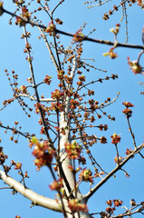 In nature, the ash maple (Acer negundo) blooms