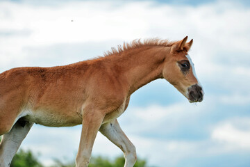 portrait of walking  beautiful  sorrel foal of sportive breed at freedom against sky background. cloudy day. close up