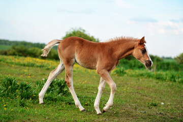 walking  beautiful  sorrel foal of sportive breed in meadow at freedom. cloudy day. close up