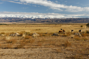 Fototapeta na wymiar Cattle on a pasture in Kyrgyzstan. Snow-capped mountains in the background.