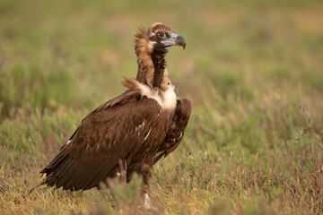 Sęp kasztanowaty, cinereous vulture, black vulture, monk vulture, Eurasian black vulture (Aegypius monachus)