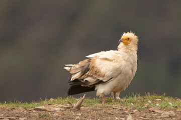 Ścierwnik, Egyptian vulture, white scavenger vulture, pharaoh's chicken (Neophron percnopterus)