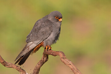 Kobczyk, red-footed falcon (Falco vespertinus)