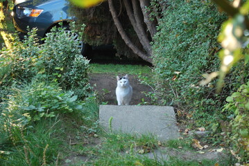 cat in the garden © TK_Office
