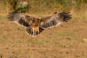 Orzeł cesarski, The eastern imperial eagle (Aquila heliaca)