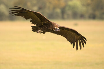 Sęp kasztanowaty, cinereous vulture, black vulture, monk vulture, Eurasian black vulture (Aegypius monachus) - obrazy, fototapety, plakaty