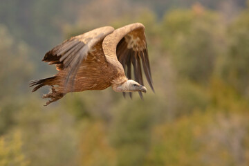 Sęp płowy, griffon vulture, Eurasian griffon (Gyps fulvus)