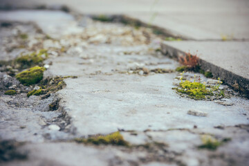 weeds on broken stone slabs