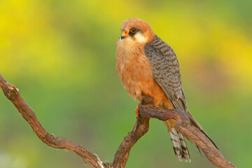 Kobczyk, red-footed falcon (Falco vespertinus)
