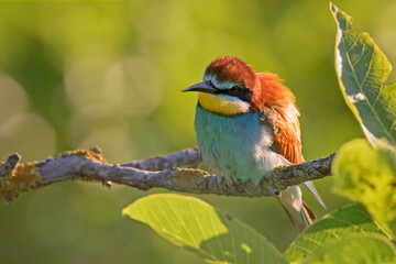Żołna, The European bee-eater (Merops apiaster)