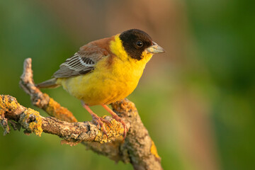 Trznadel czarnogłowy, The black-headed bunting (Emberiza melanocephala)