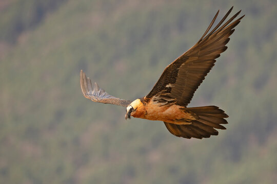 Orłosęp, The bearded vulture, lammergeier, ossifrage (Gypaetus barbatus)