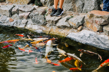 People, children feed beautiful large colored, multi-colored koi fish swimming in the water, in the pond, in the lake. Animal photography.