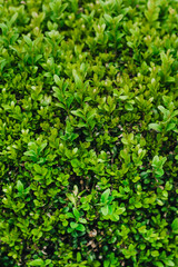 Fototapeta na wymiar Beautiful background, texture of green leaves, foliage of evergreen boxwood. Photography of nature in the garden.