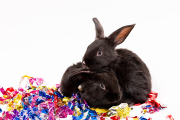 Two black rabbits sit with confetti isolated on white background. Hare is the symbol for 2023 according to the eastern calendar. Holiday gift for Christmas and New Year. Postcard. Family time. Love