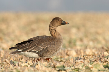 Gęś zbożowa, The bean goose (Anser fabalis) © Grzegorz